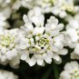 50 flowers seeds Candytuft  Iberis Sempervirens #ABG11