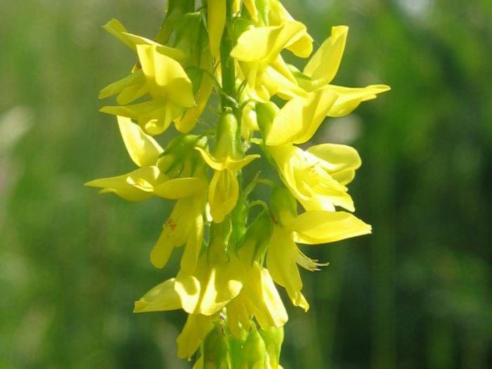 200 flowers Seeds Clover Yellow Sweet  Melilotus Officinalis  #ABG11