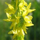 200 flowers Seeds Clover Yellow Sweet  Melilotus Officinalis  #ABG11