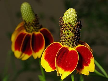 200 flowers seeds Mexican Hat-Ratibida Columnifera  #ABG11