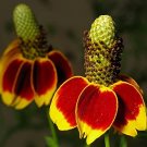 200 flowers seeds Mexican Hat-Ratibida Columnifera  #ABG11