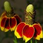 200 flowers seeds Mexican Hat-Ratibida Columnifera  #ABG11