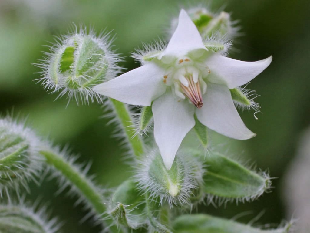25 Seeds,  Borage  White Borago Officinalis easy to grow  #ABG11