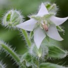 25 Seeds,  Borage  White Borago Officinalis easy to grow  #ABG11