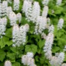 25  seeds, Foamflower Tiarella Wherryi great for your garden #ABG11