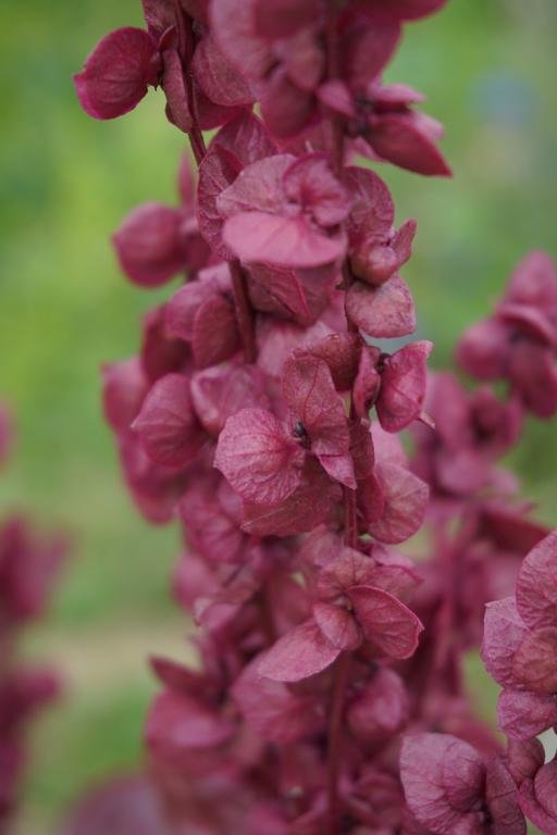 25 Seeds  Orach  Atriplex Hortensis red plum, ready for your plant  #ABG11
