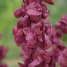 25 Seeds  Orach  Atriplex Hortensis red plum, ready for your plant  #ABG11