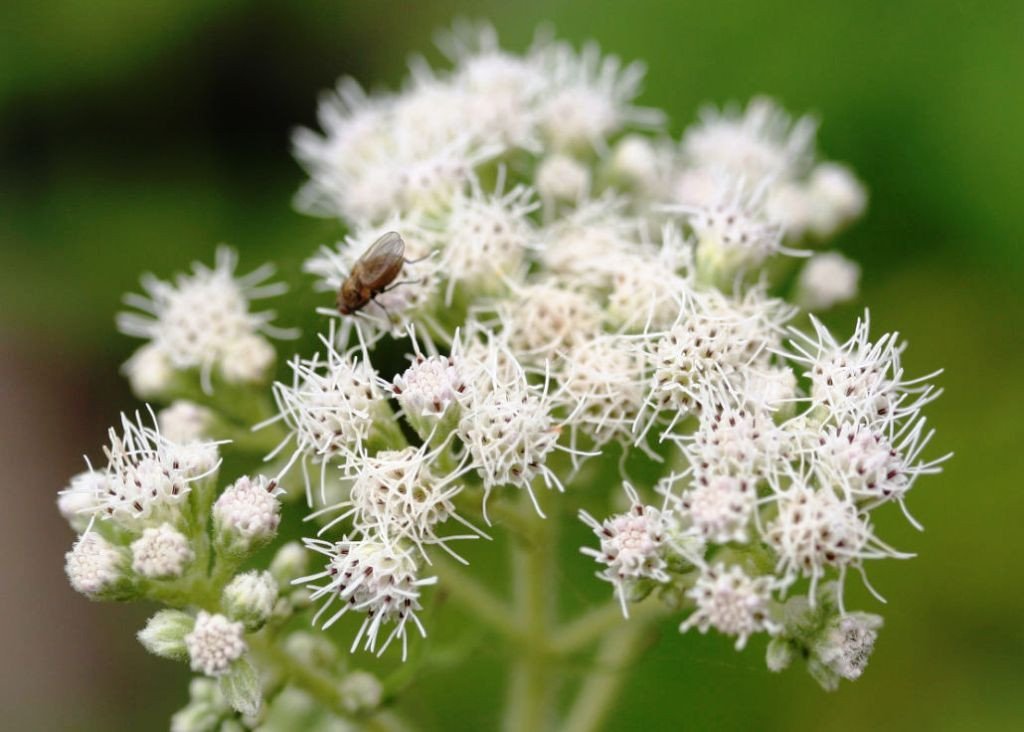 Boneset Eupatorium Perfoliatum,100 Seeds easy to grow   #ABG11