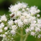 Boneset Eupatorium Perfoliatum,100 Seeds easy to grow   #ABG11