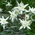 flowers seeda Edelweiss Leontopodium Alpinum, 100 Seeds #ABG11