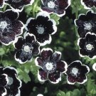 flowers seeds Pennie Black  Nemophila Discoidalis, 50 seeds #ABG11