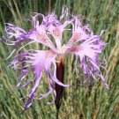fllowers seeds Dianthus  Superbus  Rose, 100 Seeds #ABG11