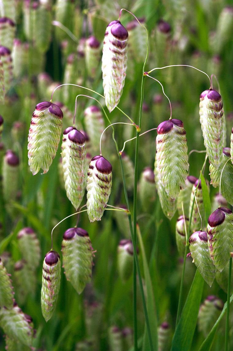 flowers seeds Quaking Grass briza maxima, 25 Seeds #ABG11