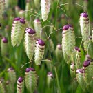 flowers seeds Quaking Grass briza maxima, 25 Seeds #ABG11