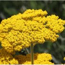 250 seeds Yarrow Gold/Yellow  Achillea   #ABG11