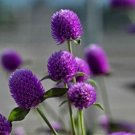 50 flowers Seeds Gomphrena Globosa  Purple color #ABG11