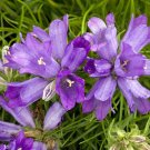 Grassy Bells Edraianthus graminifolius, 25 Seeds easy to grow #ABG11