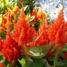 25 seeds Celosia  Plumosa   Orange flower seeds    #ABG11