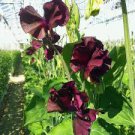 15 Seeds Sweet Pea Royal Maroon Lathyrus Odoratus easy to grow   #ABG11