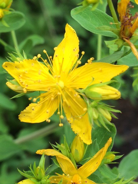 flower seeds St. John's Wort, 250 Seeds   #ABG11