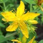 flower seeds St. John's Wort, 250 Seeds   #ABG11
