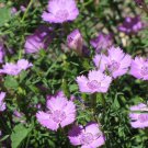 50 flowers seeds Dianthus Amur River #ABG11