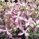 250 flowers  Seeds Evening Scented Stock   #ABG11