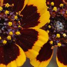 50 Seeds   Cosmidium Burridgeanum Brunette,flowers seeds  #ABG11