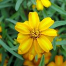 50 flowers seeds  Mexican Mint  Tagetes Lucida  #ABG11