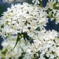 flowers seeds Lychnis Viscaria Splendens Snowstar, 400 Seeds #ABG11