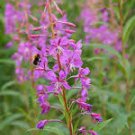 100 Seeds  Fireweed Epilobium Angustifolium  easy to grow #ABG11