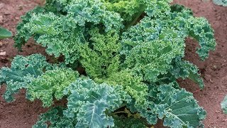 flowers seeds  Kale Vates Blue Curled, 200 Seeds   #ABG11