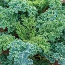 flowers seeds  Kale Vates Blue Curled, 200 Seeds   #ABG11