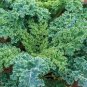 flowers seeds  Kale Vates Blue Curled, 200 Seeds   #ABG11
