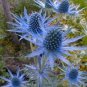 100 seeds Sea Holly Eryngium Blue easy to grow #ABG11