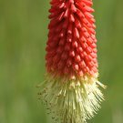50 flowers Seeds Red Hot Poker Kniphofia Uvaria easy to grow  #ABG11