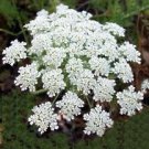 500 flowers Seeds  Bishop's Flower  mmi Majus #ABG11