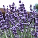 100 flowers  Seeds Lavender English  Lavandula Angustifolia  Vera  #ABG11