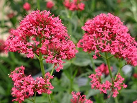 50 flowers Seeds Jupiter's Beard Centranthus Ruber Coccineus Mix color  #ABG11