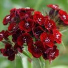 200 flowers seeds  Dianthus  Barbatus  Dunetti   #ABG11