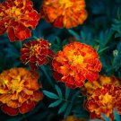 25 flowers  seeds Marigold Tagetes Patula Nana Champion Flame  #ABG11
