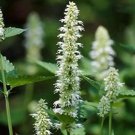 100 flowers seeds Hyssop Agastache Mexicana Giant White easy to grow #ABG11