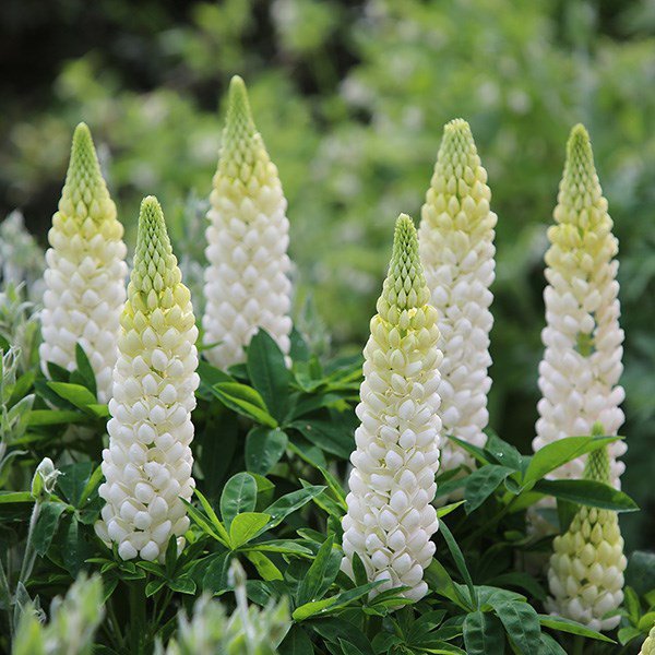 flowers seeds Lupine  Lupinus Polyphyllus Noble Maiden, 25 Seeds #ABG11