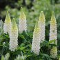 flowers seeds Lupine  Lupinus Polyphyllus Noble Maiden, 25 Seeds #ABG11