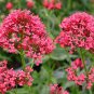 flower seeds Jupiter's Beard Centranthus Ruber Coccineus  Red,50 Seeds #ABG11