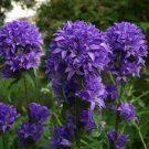 50 Seeds Bellflower Campanula Glomerata Superba  easy to grow #ABG11