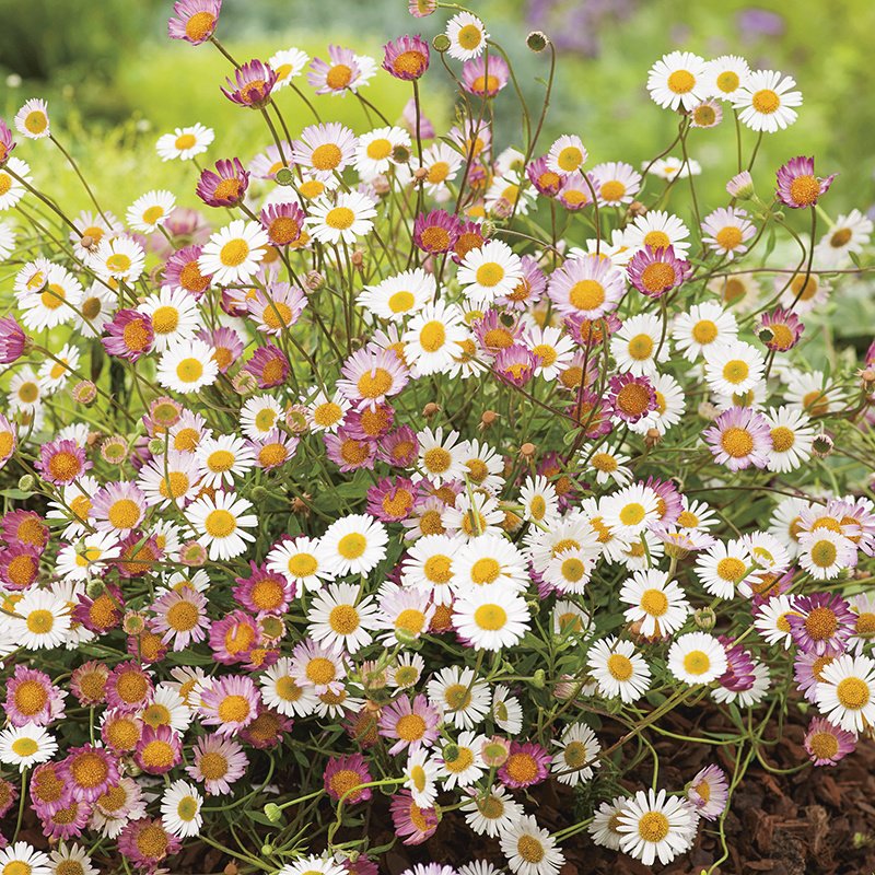 50 flower Seeds Erigeron Karvinskianus Profusion mix ABG11