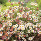 50 flower Seeds  Erigeron  Karvinskianus Profusion mix #ABG11