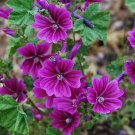 25 flower Seeds    Malva Sylvestris Mauritiana Hollyhock   #ABG11