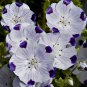 250 Seeds Five Spot Nemophila Maculata easy to grow #ABG11